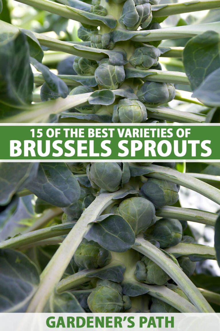 15 of the Best Brussels Sprout Varieties | Gardener’s Path