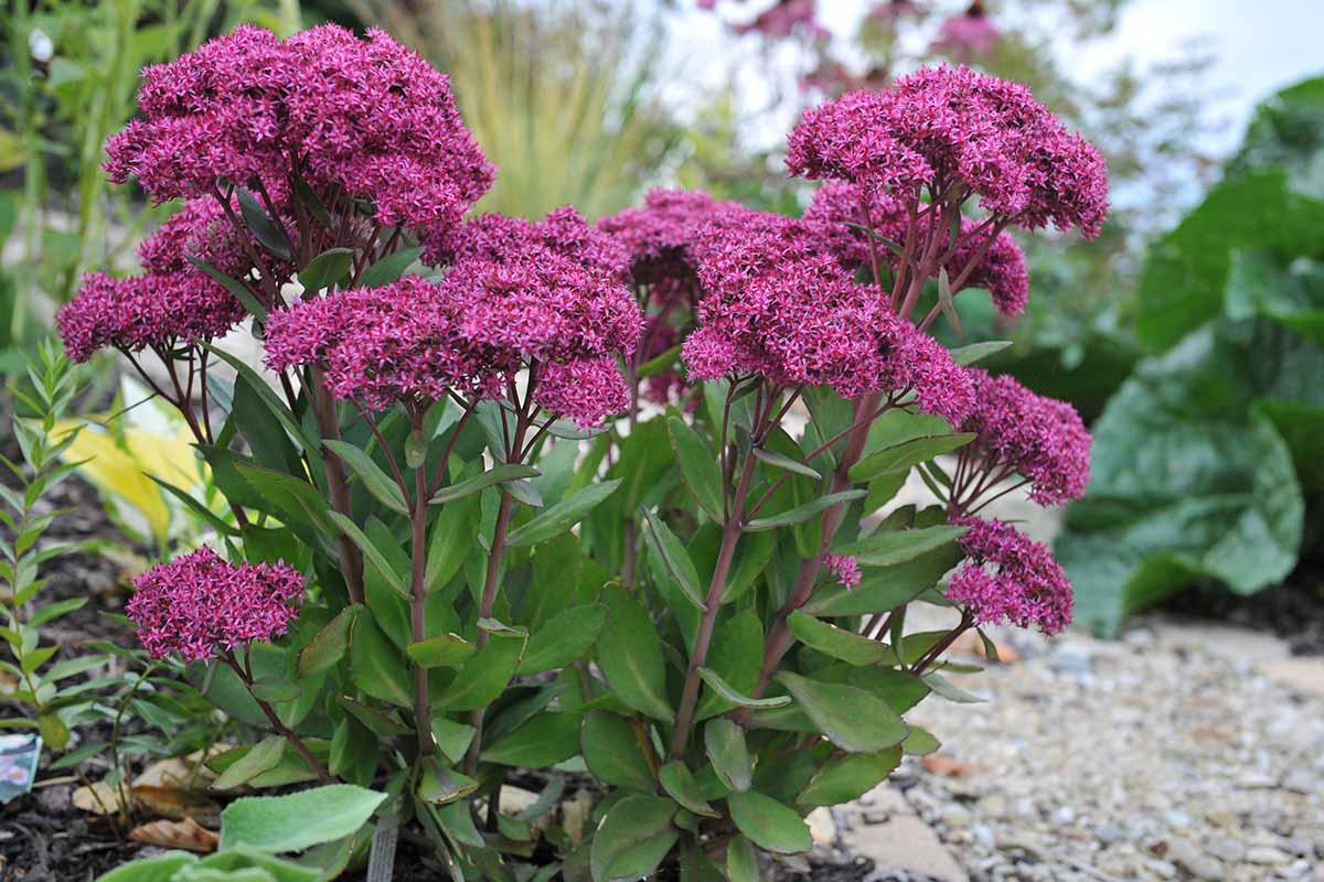A close up horizontal image of purple 'Mr Goodbud' sedum flowers growing in the garden, pictured on a soft focus background.