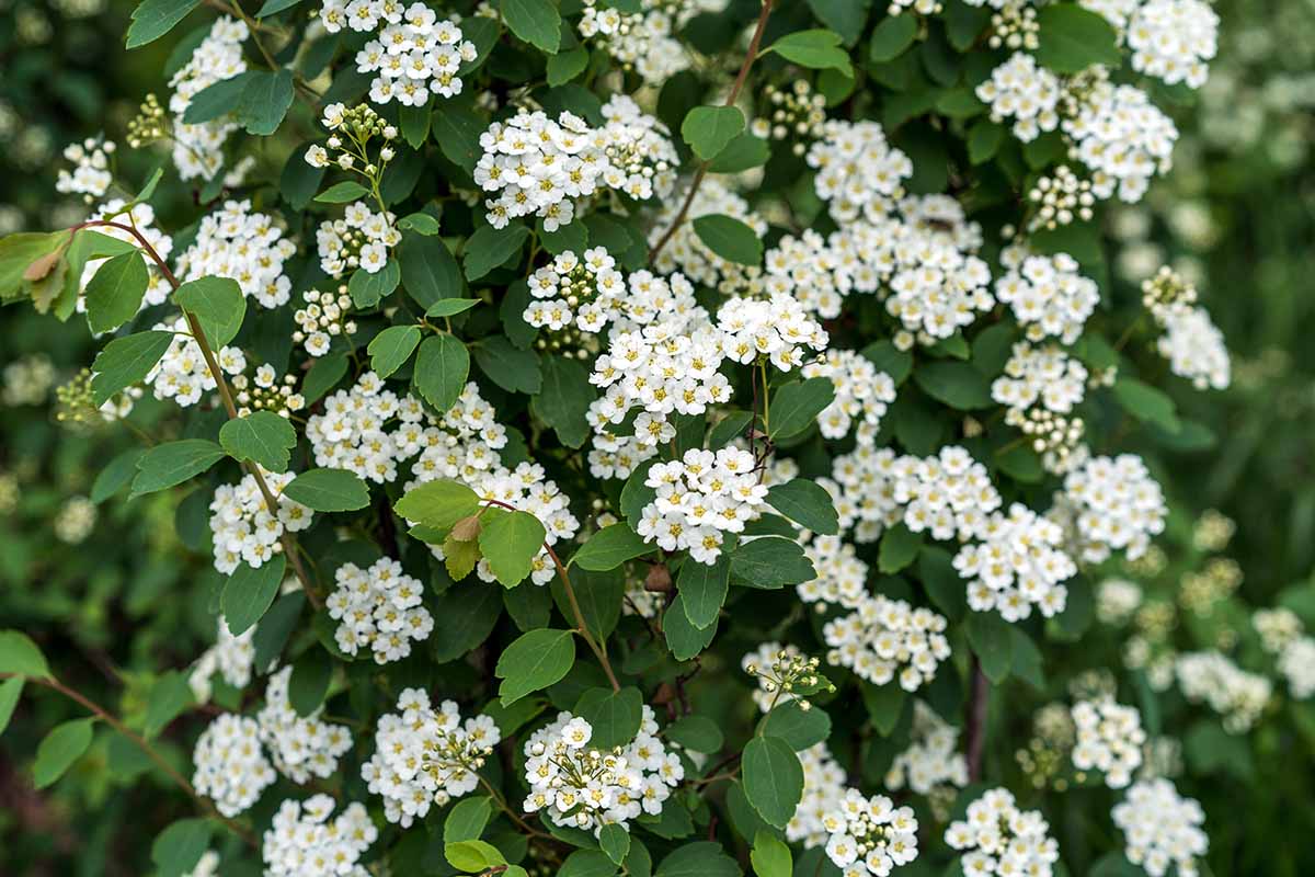 A close-up horizontal shot of a birchleaf spirea bush covered with bunches of small, white flowers.