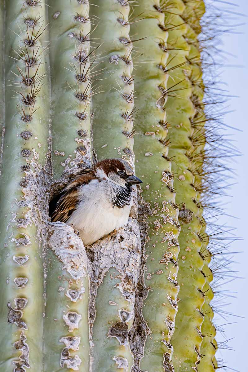 A vertical image of a small house sparrow sitting in the side of a cactus.