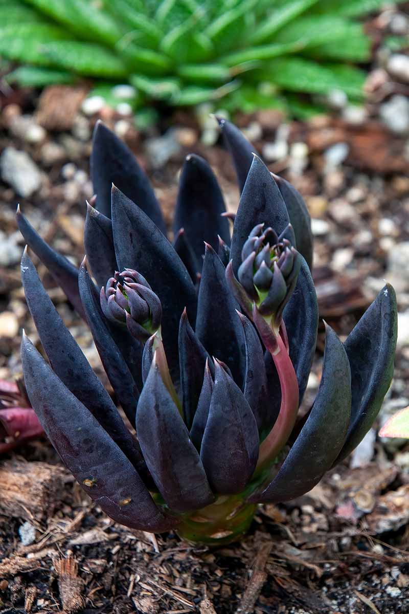 A vertical image of a Black Knight echeveria plant growing in the garden.
