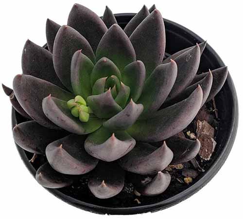A close up of a Black Knight echeveria plant in a small pot isolated on a white background.