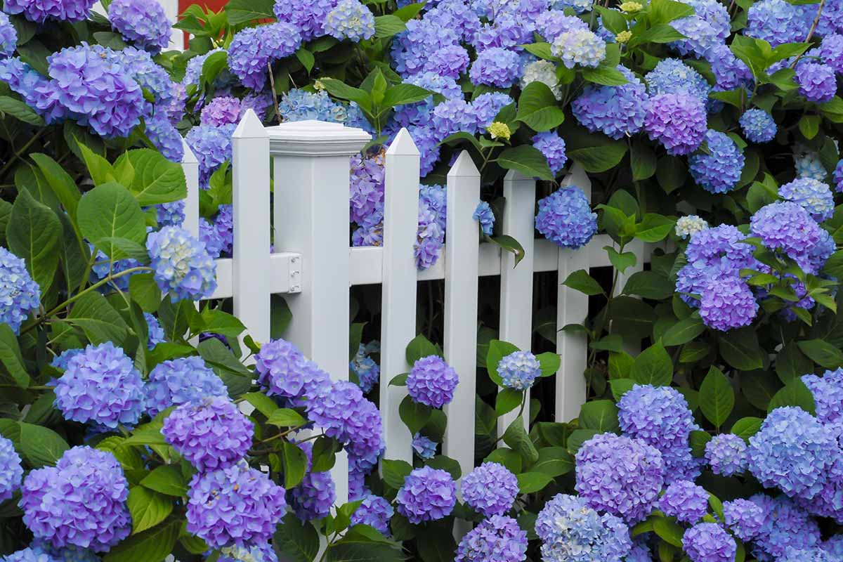 A horizontal image of blue hydrangea flowers growing through and over a white picket fence.