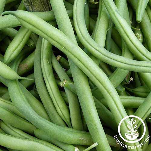 A square close up photo of a pile of harvested Blue Lake pole beans.
