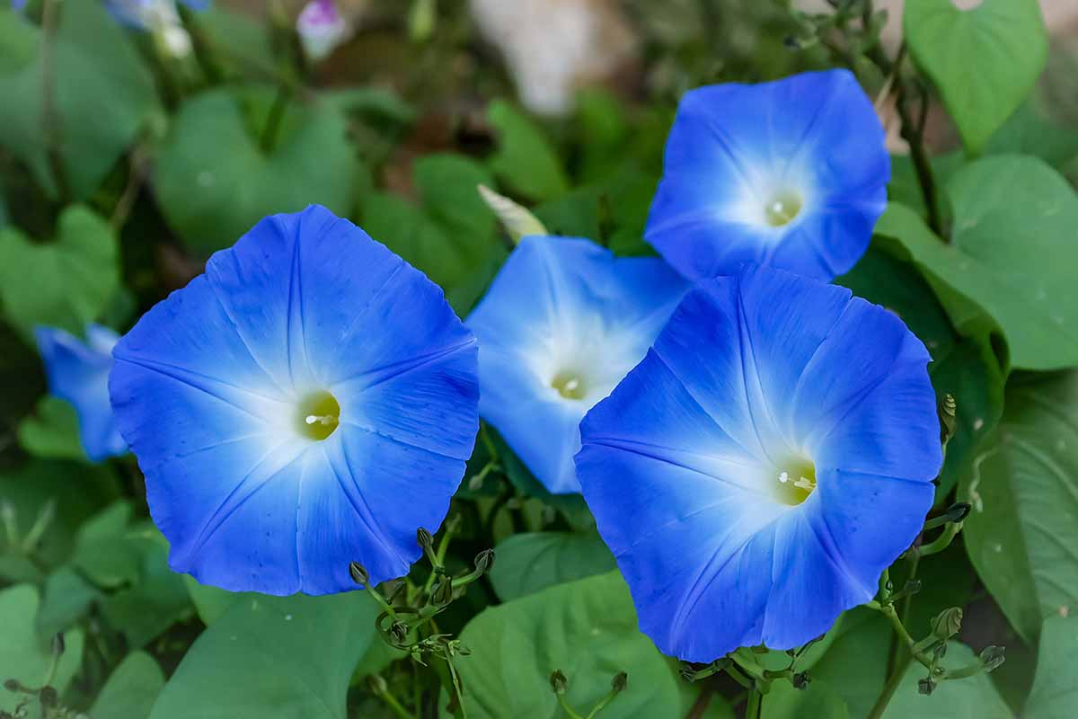A close up horizontal image of blue morning glory flowers growing in the garden.