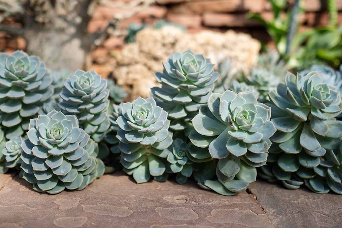 A horizontal image of small Blue Rose echeveria plants growing in the garden.