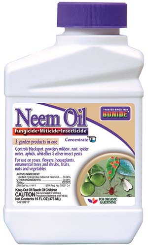 A vertical image of a bottle of Bonide Neem Oil in front of a white background.