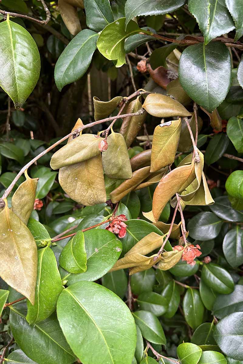 A close up vertical image of a branch of a camellia shrub with brown foliage indicating dieback.