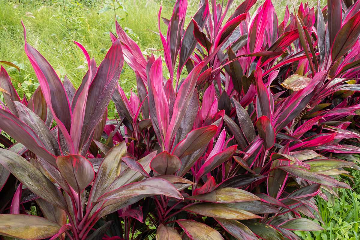 A horizontal image of a line of dark green, dark purple, and dark pink Cordyline fruticosa (Hawaiian ti) shrubs with slender, pointed leaves growing among grasses outdoors.