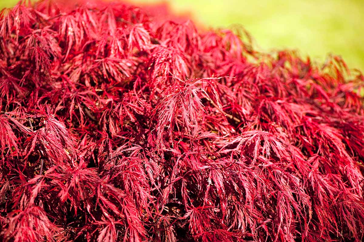 A close up horizontal image of the bright red foliage of a 'Crimson Queen' Japanese maple pictured in bright sunshine.