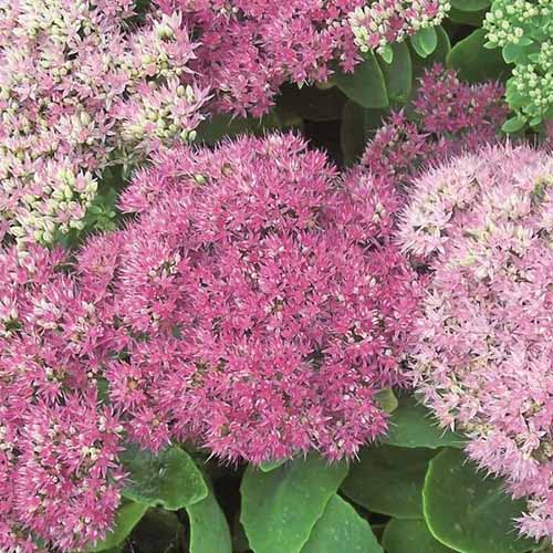 A square image of the bright pink flowers of 'Brilliant' sedum growing in the garden.