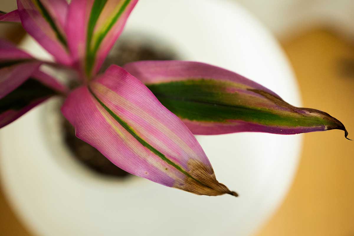 A horizontal closeup image of the browned tips of pink, yellow, and green leaves of an indoor Hawaiian ti plant from overhead.