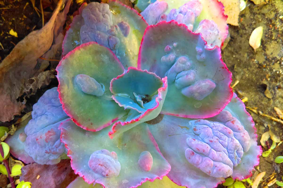 A close up of the succulent foliage of Bumps with green leaves tinged in pink at the edges.