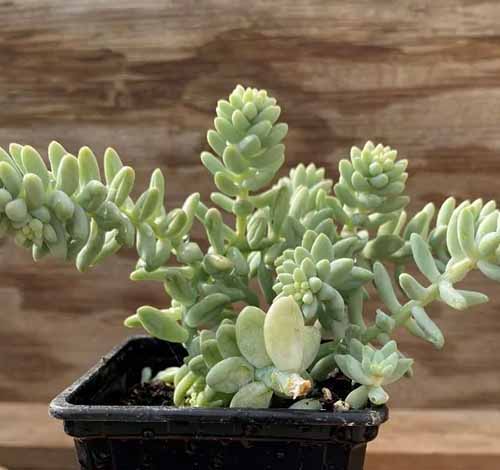 A square image of a potted burro's tail succulent set on a wooden surface.