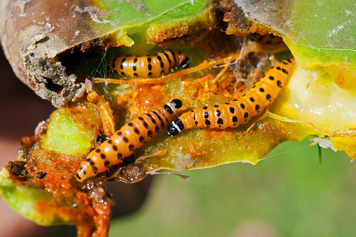 A closeup horizontal image of three orange and black Cactoblastis cactorum larvae munching on a prickly pear leaf.