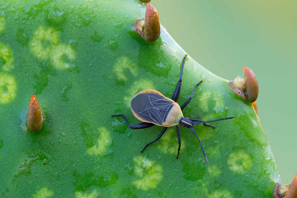 A closeup horizontal image of an adult cactus bug crawling on a prickly pear leaf.
