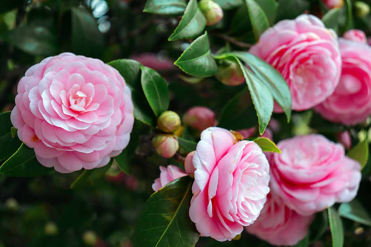 A close up of a branch of a camellia shrub with pink rose-like blooms and buds pictured on a soft focus background.