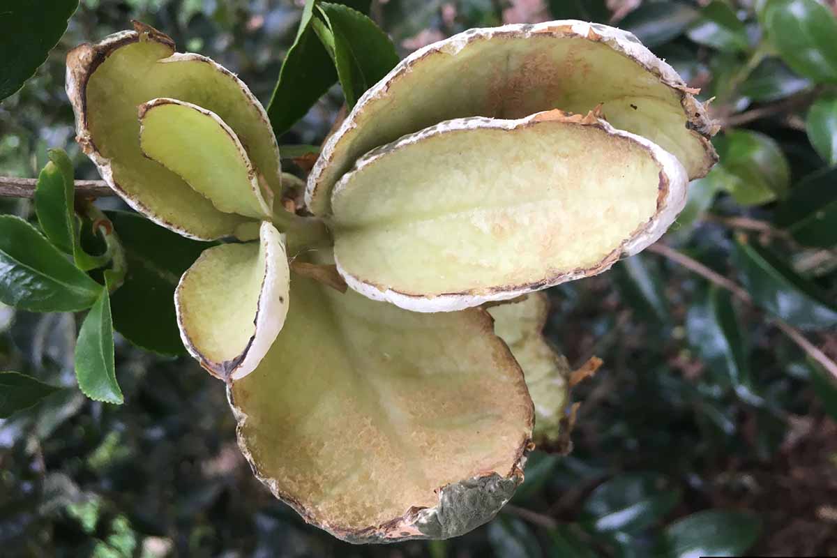 A close up horizontal photo of camellia foliage showing symptoms of leaf gall.