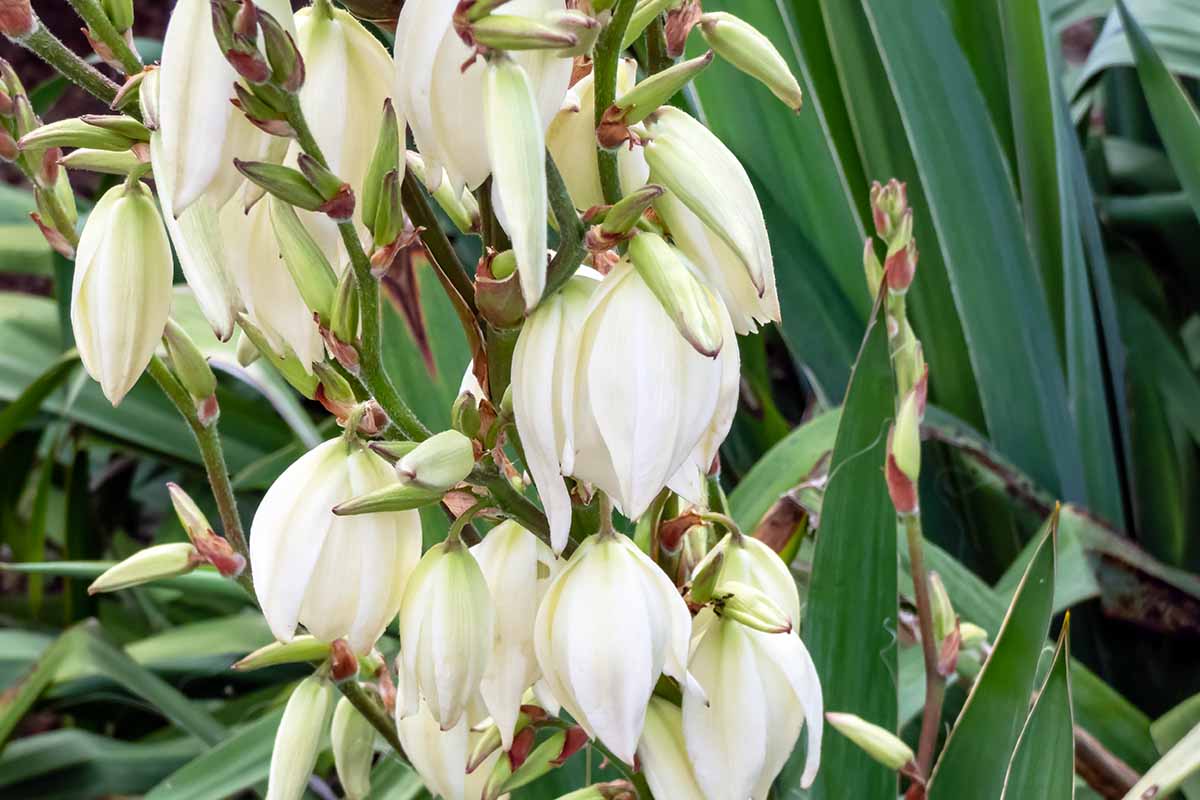 A close up horizontal view of a common yucca flowering with pendulous cream flowers in early summer.