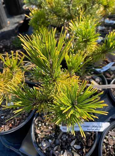 A vertical shot of three small Carstens mugo pine plants in one gallon nursery buckets.