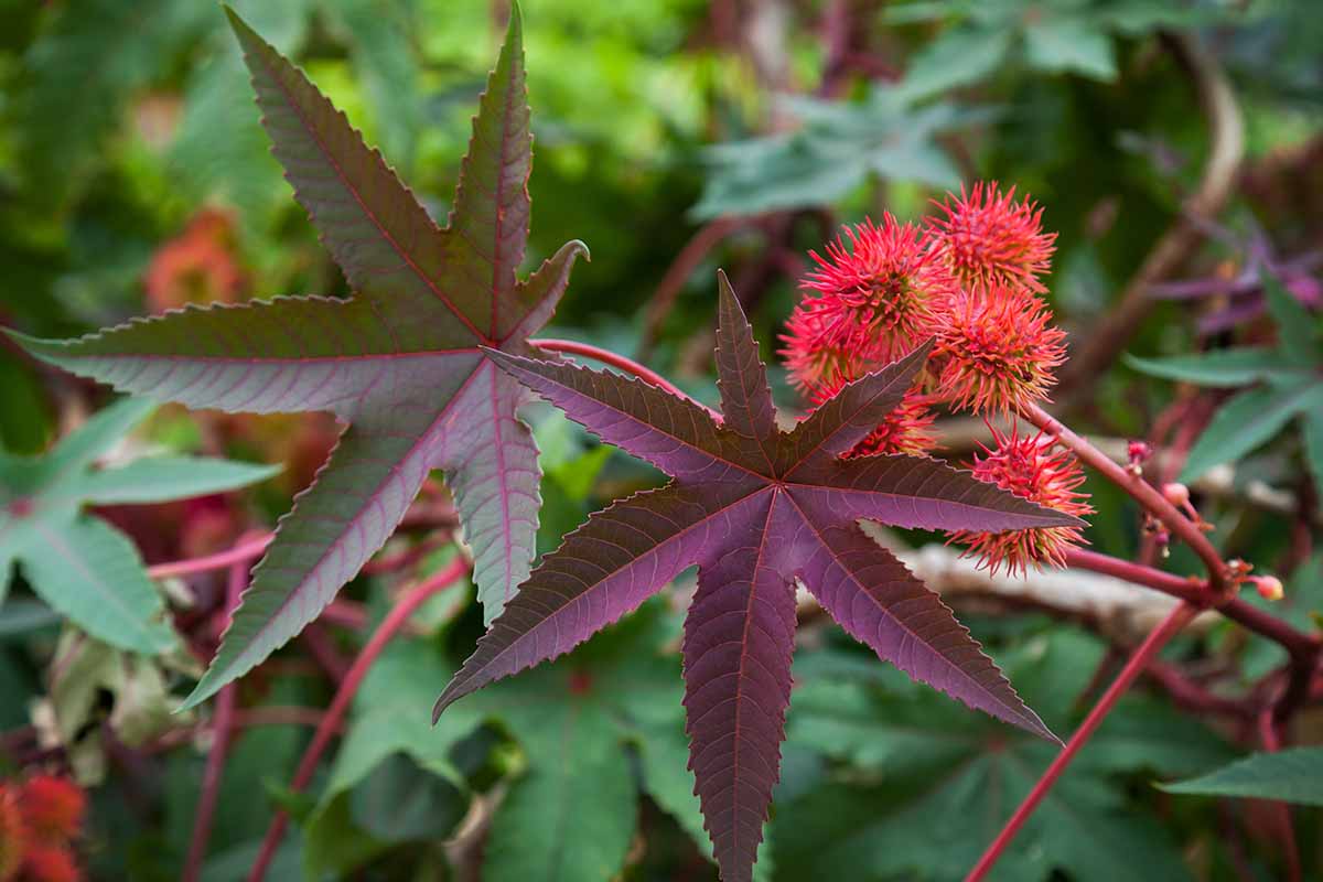 A close up horizontal image of the flowers and foliage of a castor oil plant pictured on a soft focus background.