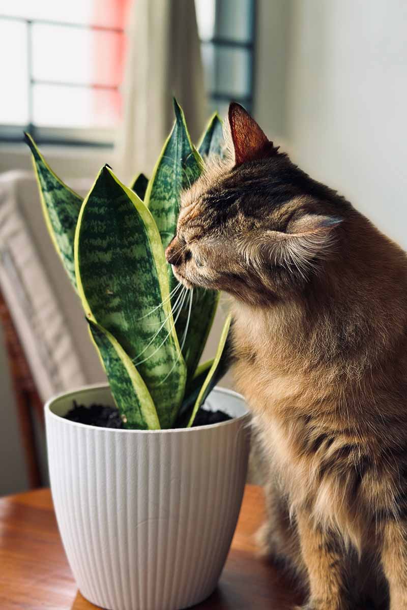 A close up vertical image of a cat trying to take a bite out of a snake plant.