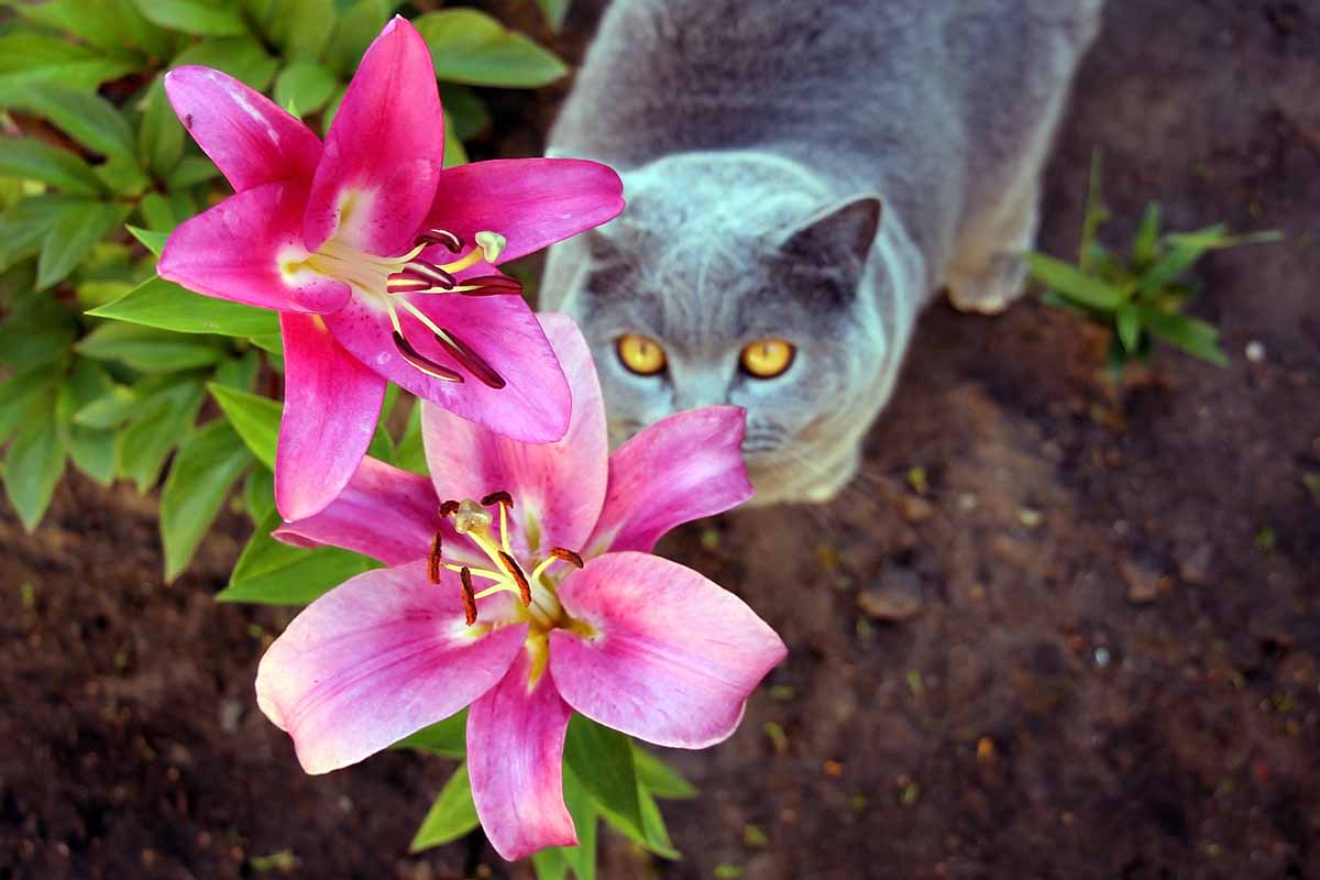 A horizontal image of a curious gray cat with a death wish eyeing up some toxic pink lilies.