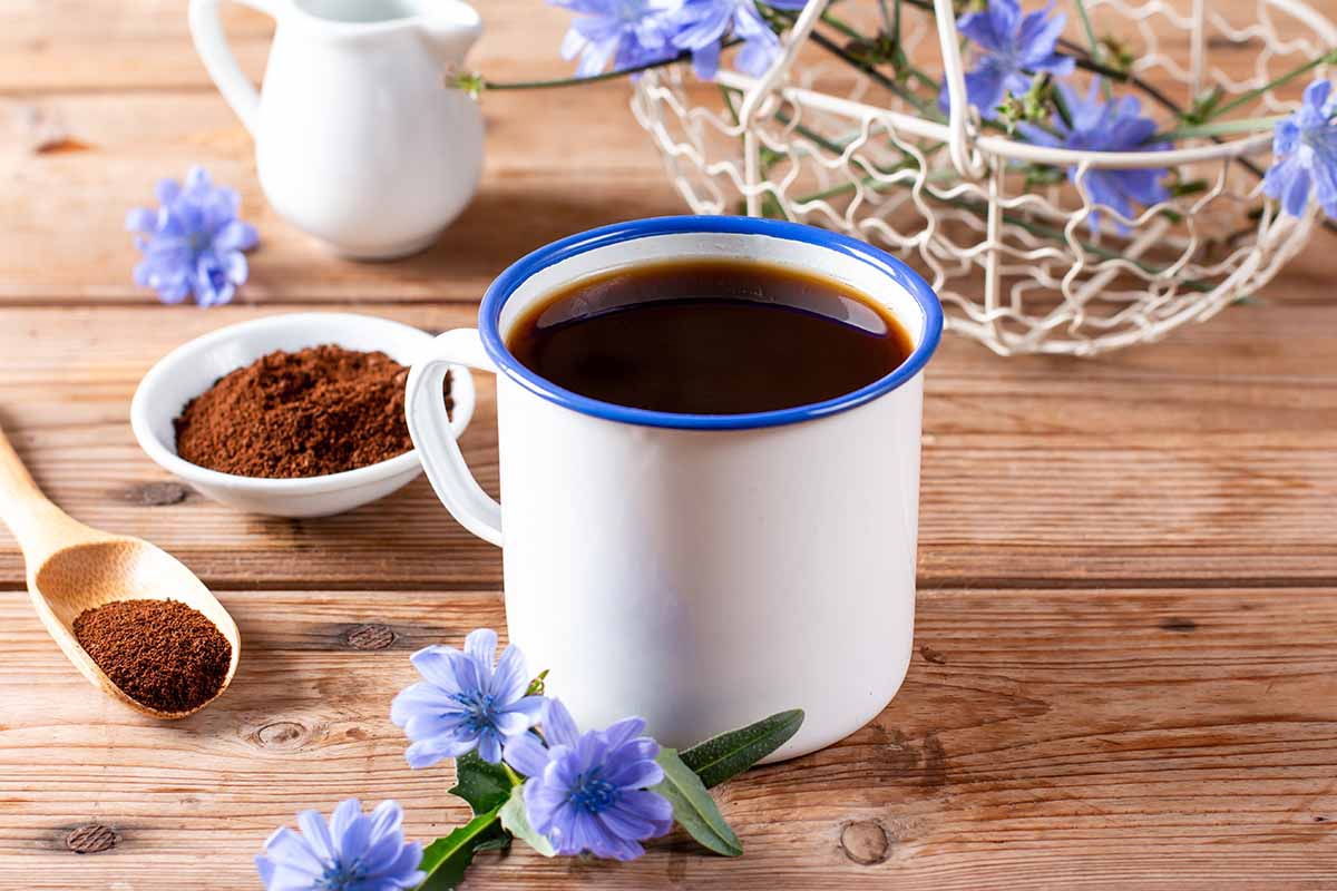 A horizontal shot of a chicory drink in a white enamel mug on a rustic wooden table. Next to the mug is a plant bloom and a spoon with granulated root powder.