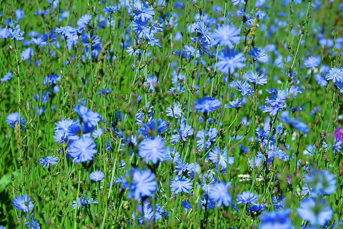 A horizontal photo with a field of blooming chicory plants with tall stems and purple blooms.