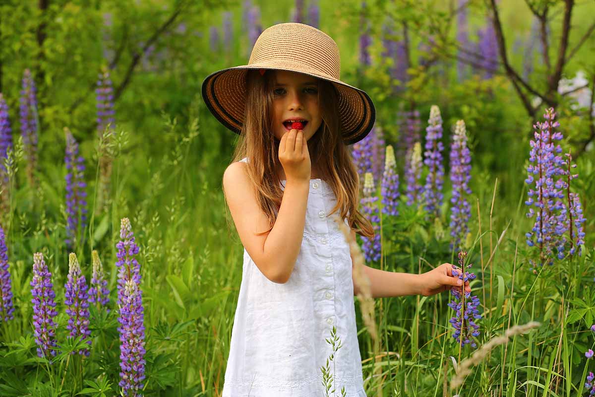 A horizontal image of a child in the garden eating a strawberry surrounded by delphinium flowers