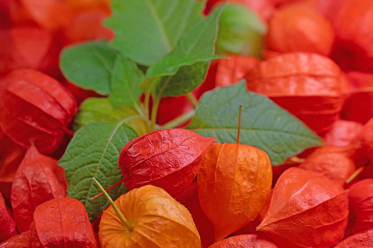A close up horizontal image of the fruits of a Chinese lantern plant.