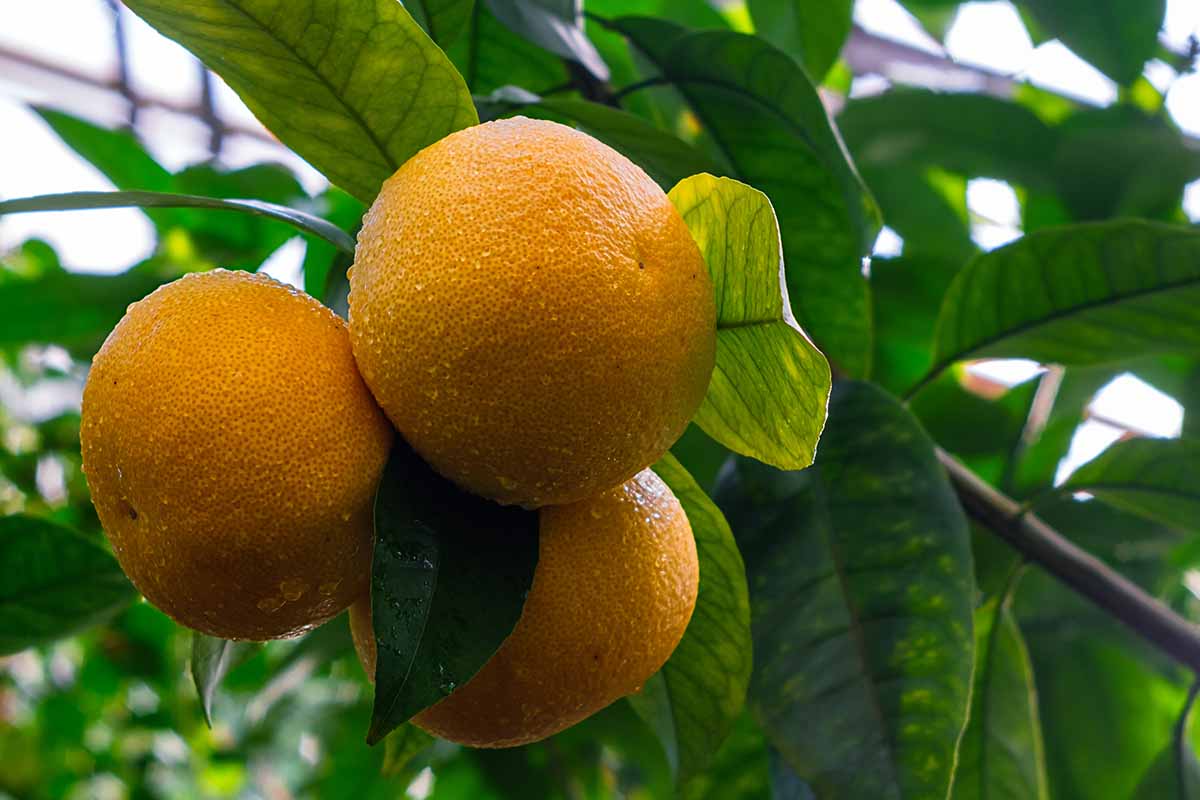 A close up horizontal image of orange grapefruits, ripe and ready to harvest.