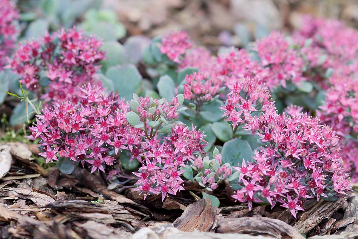 A close up horizontal image of the light pink flowers and blue-green succulent leaves of Sedum causticola growing in the garden.
