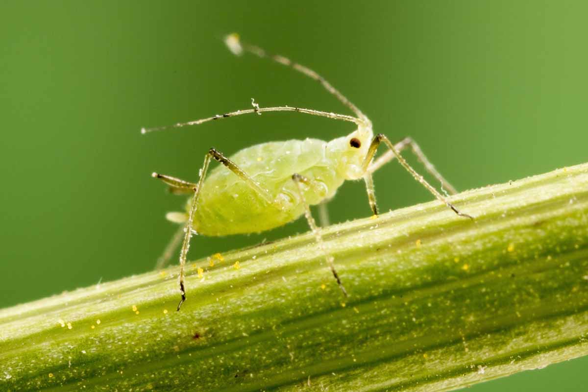 A horizontal closeup shot of an adult green aphid crawling up a plant stalk outdoors.