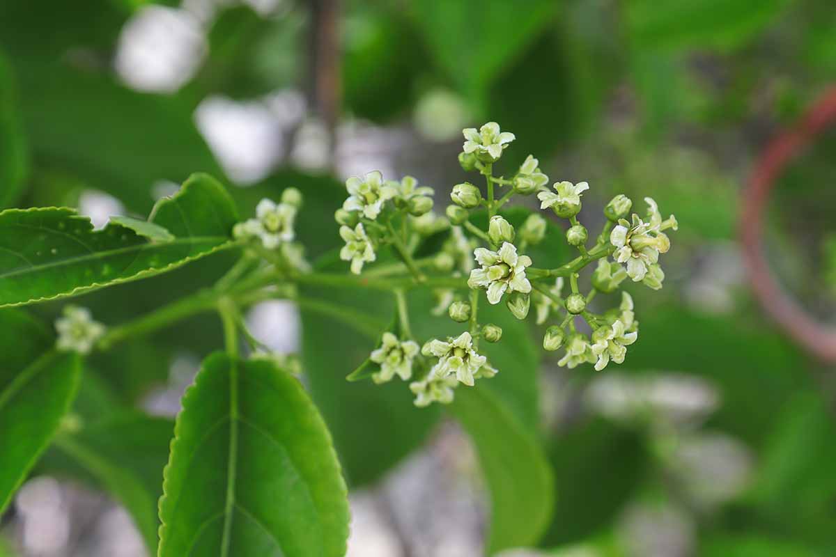 A close up horizontal image of a cluster of developing flowers on a Celastrus scandens vine pictured on a soft focus background.