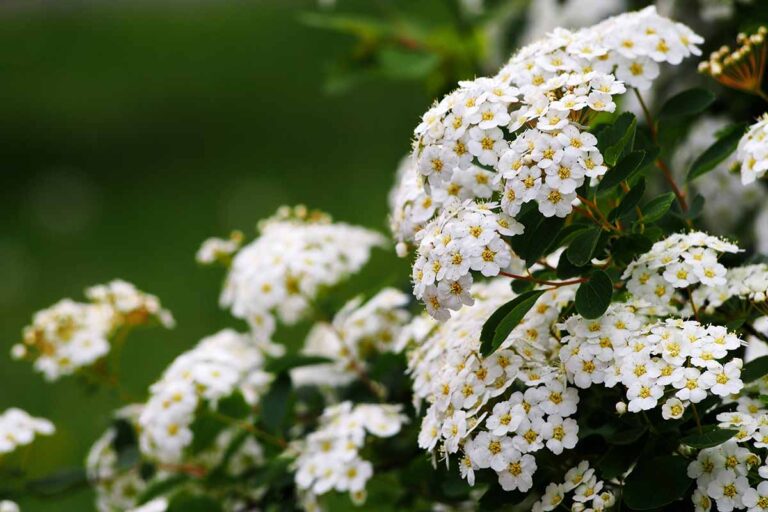 How to Grow and Care for Birchleaf Spirea Shrubs