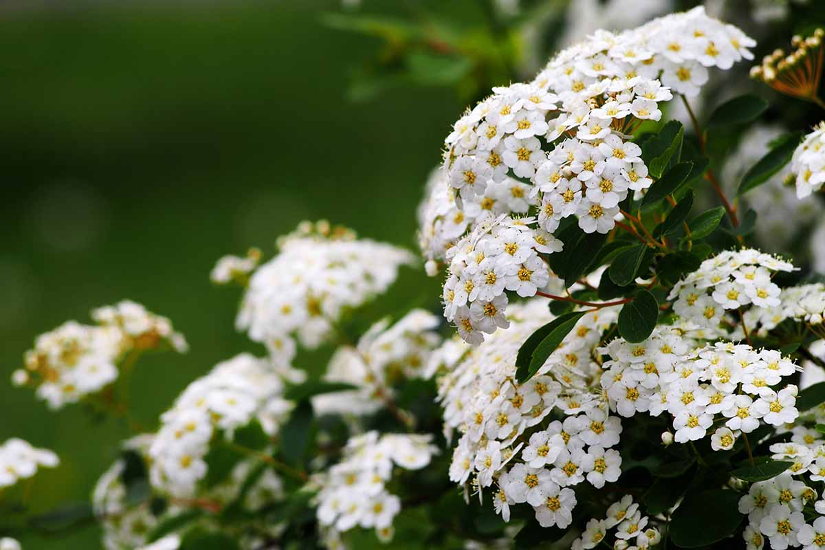 A horizontal photo with a narrow depth of field, out of focus background. In the foreground there is a birchleaf spirea bush with groups of small white flowers.