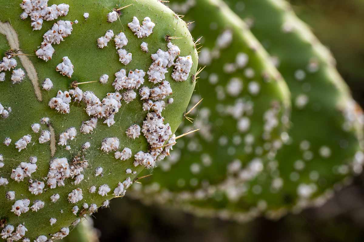 A closeup horizontal picture of clumps of white Cochineal scales sitting among cactus spines.