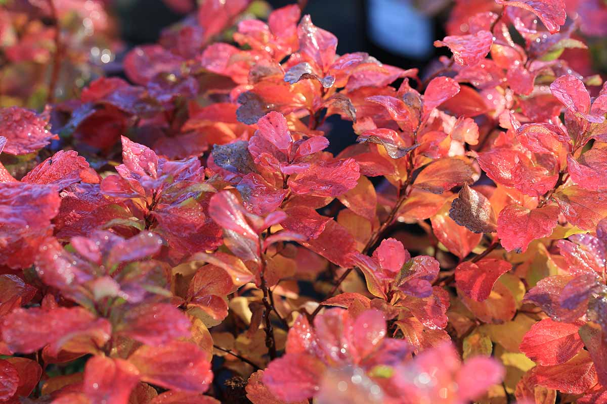 A horizontal close-up of a birchleaf spirea bush in full autumn color with red, orange and yellow leaves.