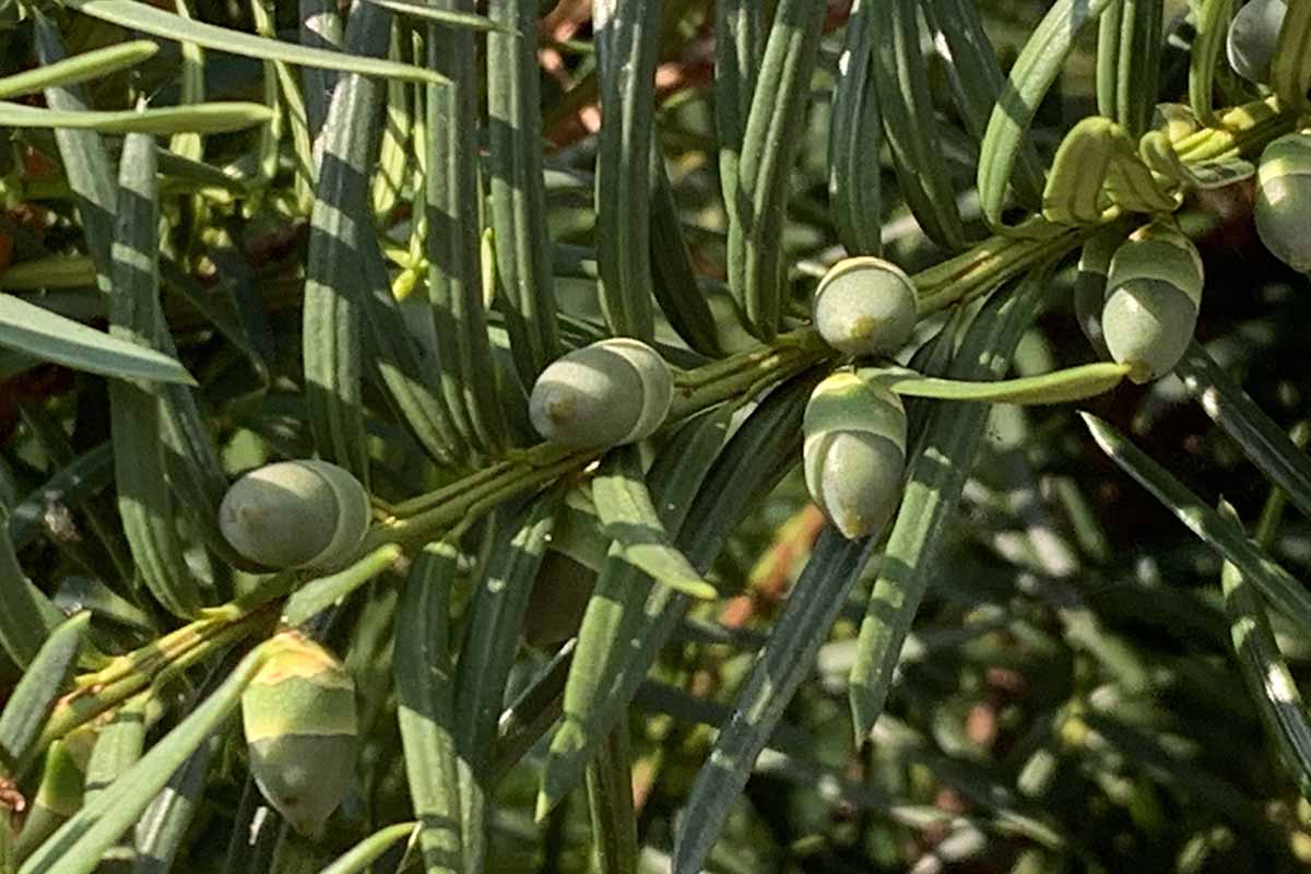 A close up horizontal image of small cones growing on a Hicks yew plant.