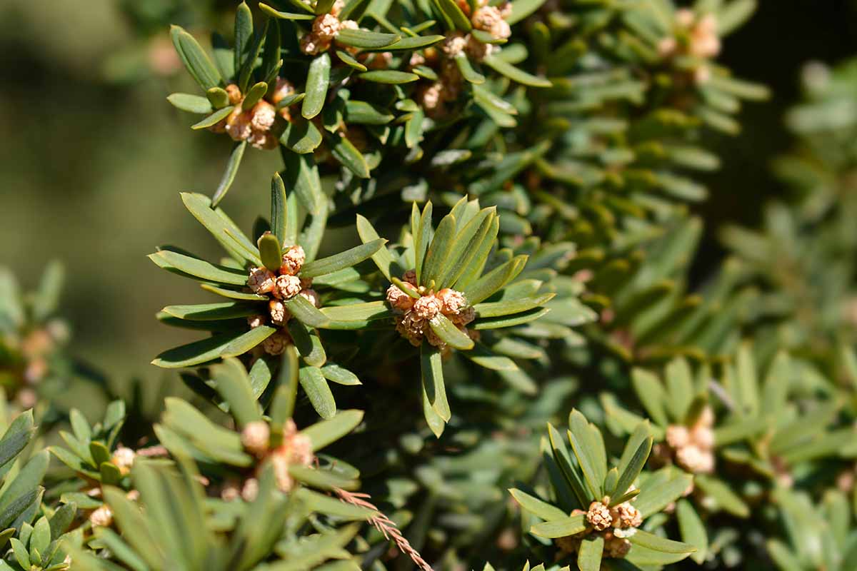 A horizontal closeup of the leaves and small flowers of a Japanese yew (Taxus cuspidata var. nana) pictured in bright sunshine.