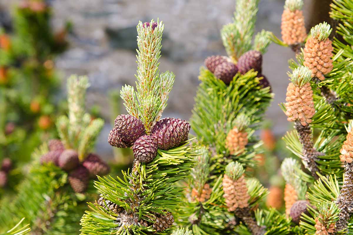 A close up shot of mugo pine branches with clusters of pine cones near the tip of the branch.