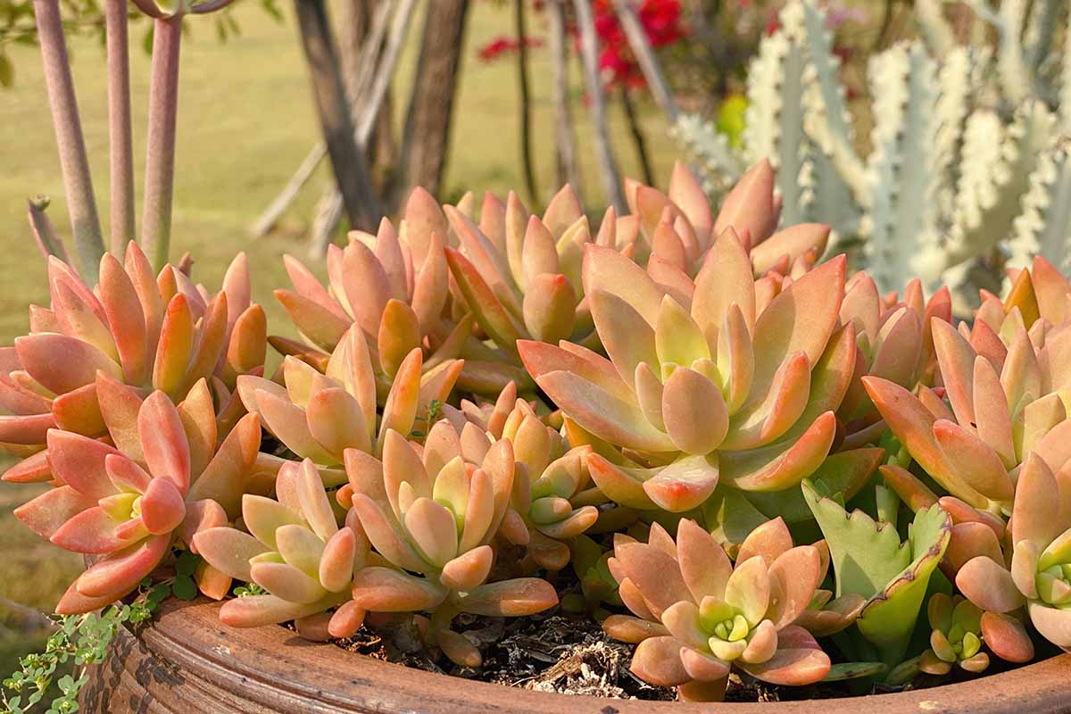A close up horizontal image of coppertone sedum growing in a container outdoors.