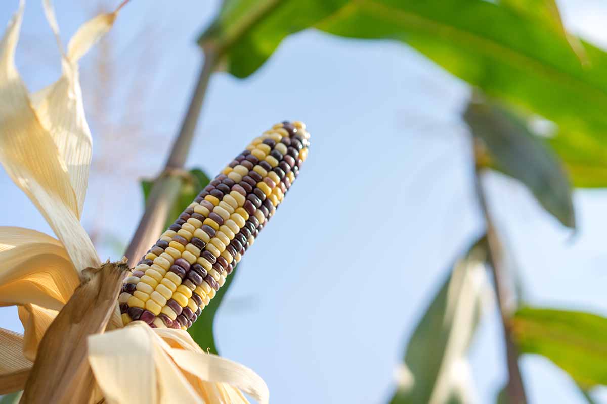 A horizontal close up of an ear of mature Indian corn growing in a field.
