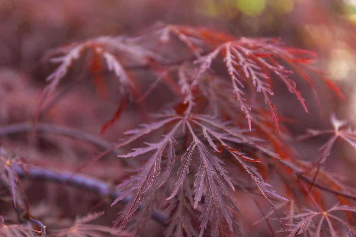 A close up horizontal image of the weeping foliage of a 'Crimson Queen' pictured on a soft focus background.