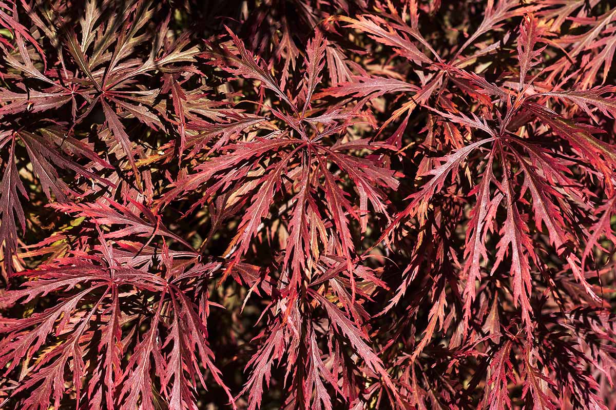 A close up horizontal image of the foliage of a weeping Japanese maple pictured in bright sunshine.