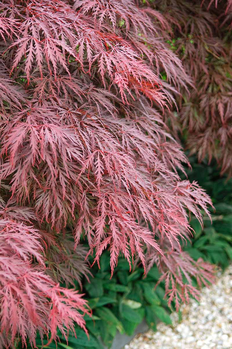 A close up vertical image of a 'Crimson Queen' weeping Japanese maple growing in a garden border.