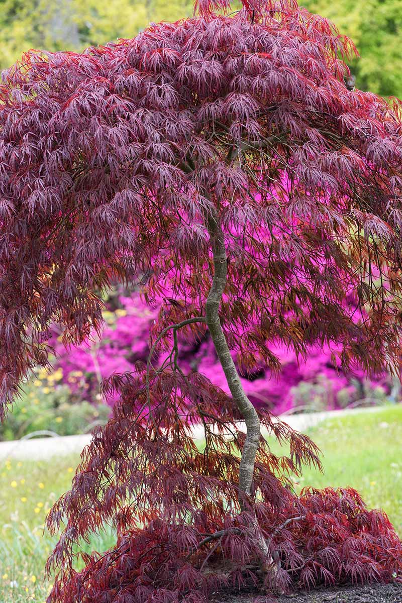 A close up vertical image of a 'Crimson Queen' weeping Japanese maple growing in the garden.