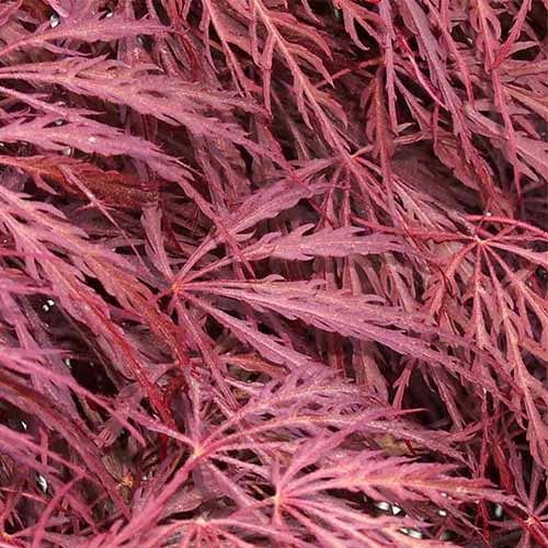 A close up square image of the foliage of a 'Crimson Queen' Japanese maple.
