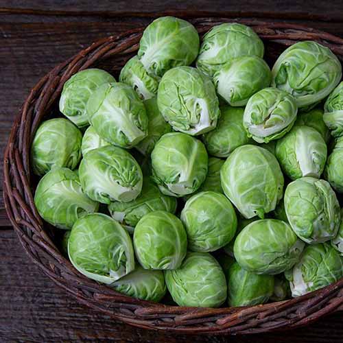 A close up square image of a wicker basket full of 'Dagan' brussels sprouts set on a wooden surface.